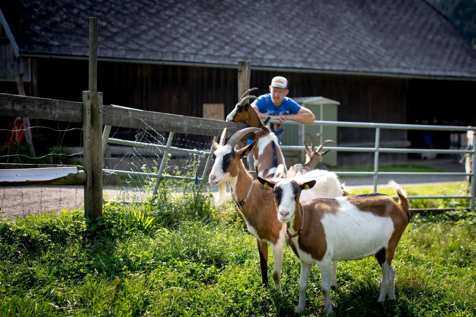 Olachgut in St. Georgen/Murau, Steiermark
