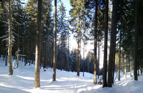 Jugendgästehaus Gufl in Tulfes, Tirol