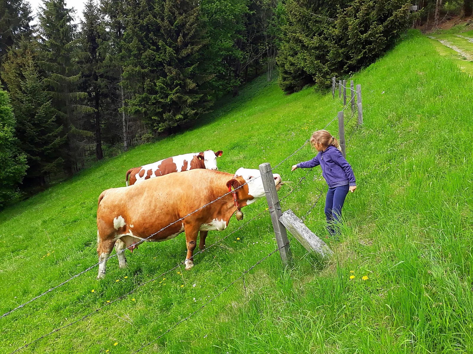 Almhütte Graier Huabn in Grades, Kärnten